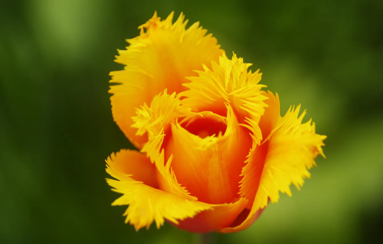 Photo wallpaper flower, yellow, Tulip, Terry