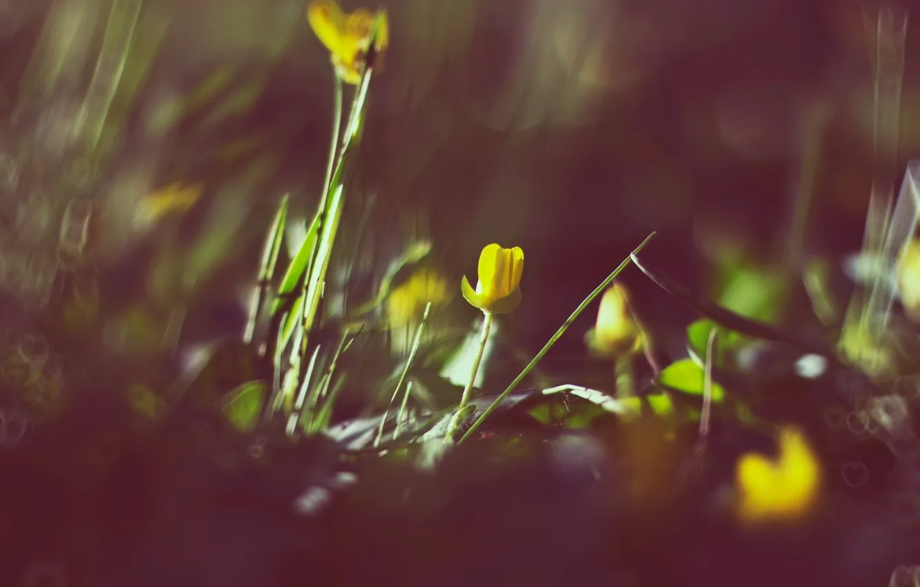 Photo wallpaper grass, the sun, sunset, flowers, spring