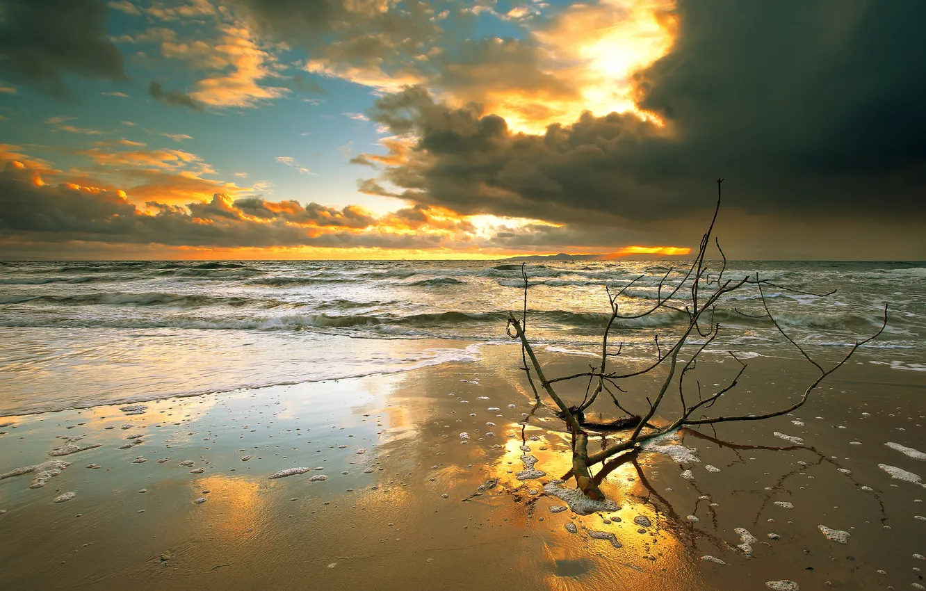 Photo wallpaper sea, beach, sunset, clouds, branch