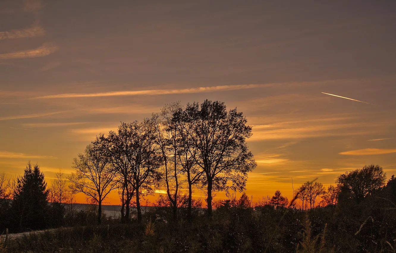 Photo wallpaper the sky, clouds, trees, sunset, the evening