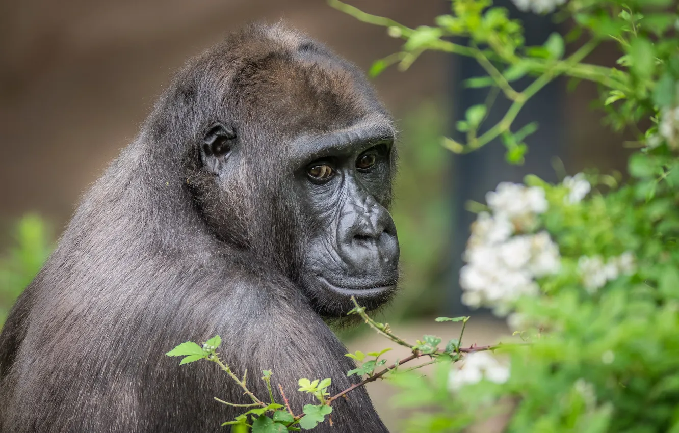 Photo wallpaper look, nature, monkey