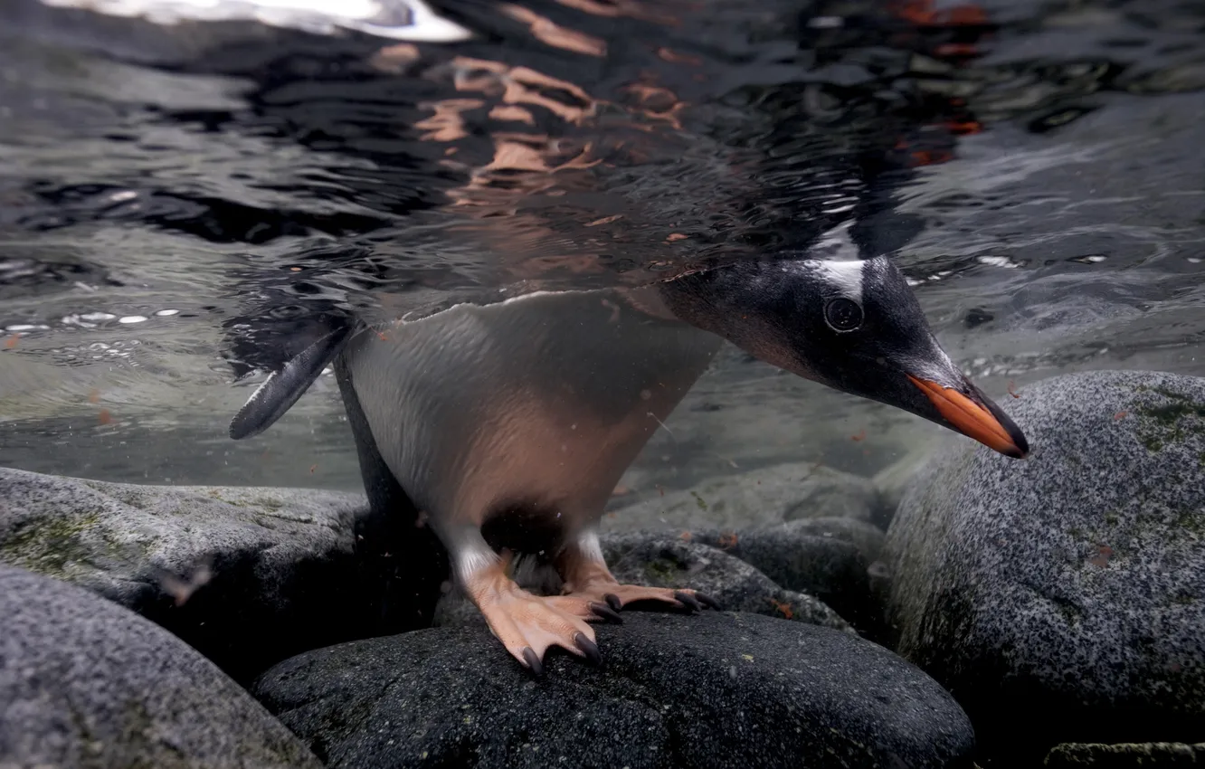 Photo wallpaper water, nature, penguin