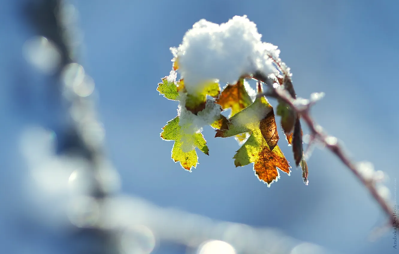 Photo wallpaper light, snow, branches