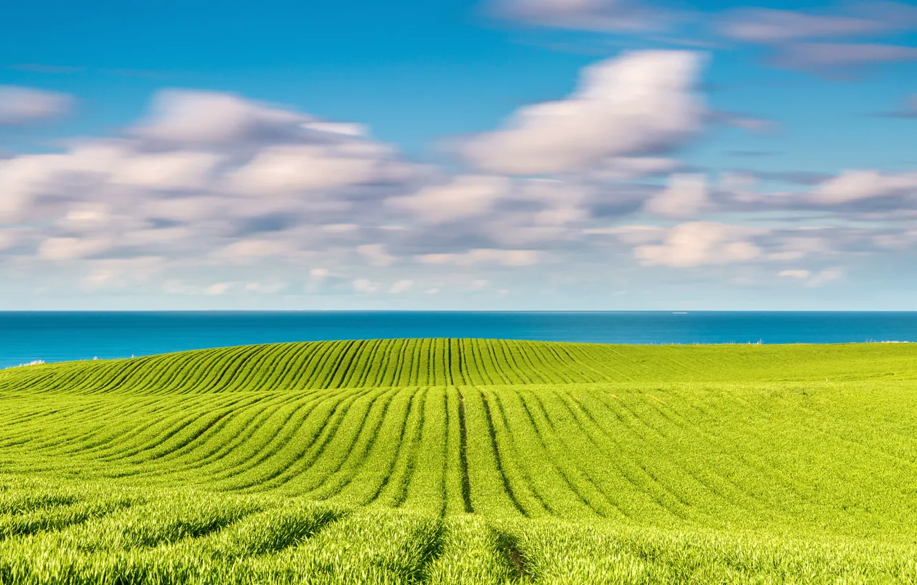 Photo wallpaper field, spring, may, The Baltic sea