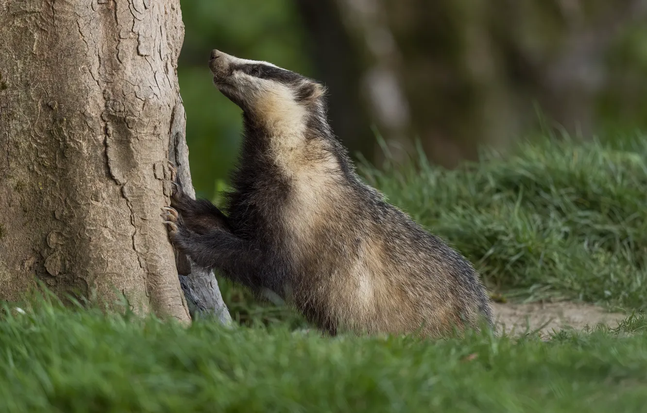 Photo wallpaper grass, trees, pose, glade, badger, looking up