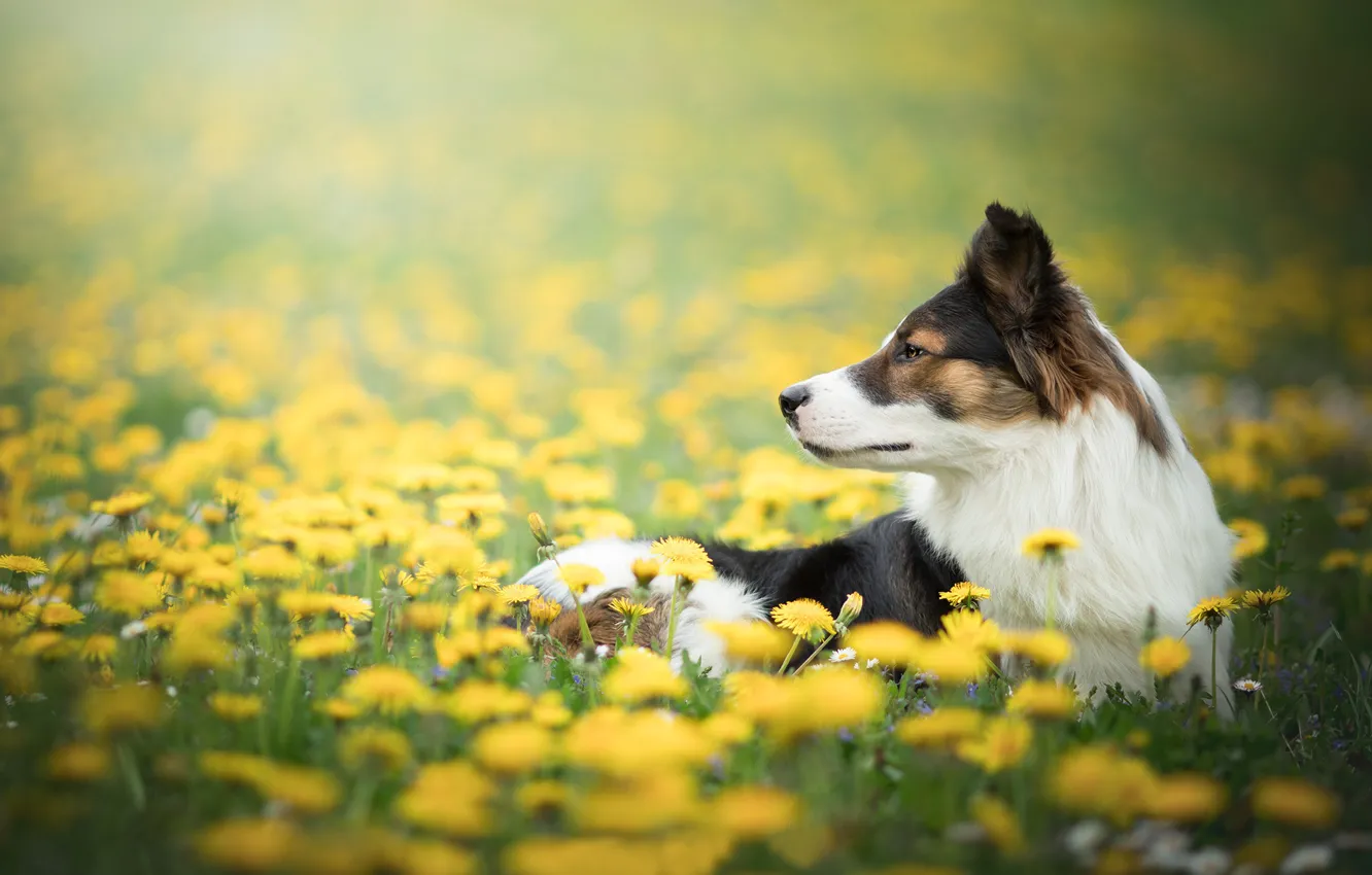 Photo wallpaper face, flowers, dog, meadow, profile, dandelions, bokeh, The border collie
