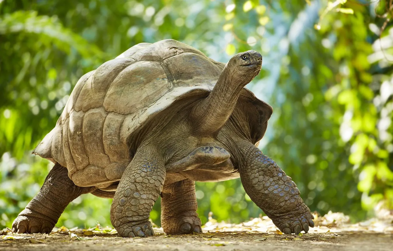 Photo wallpaper greens, summer, look, light, nature, turtle, paws, large