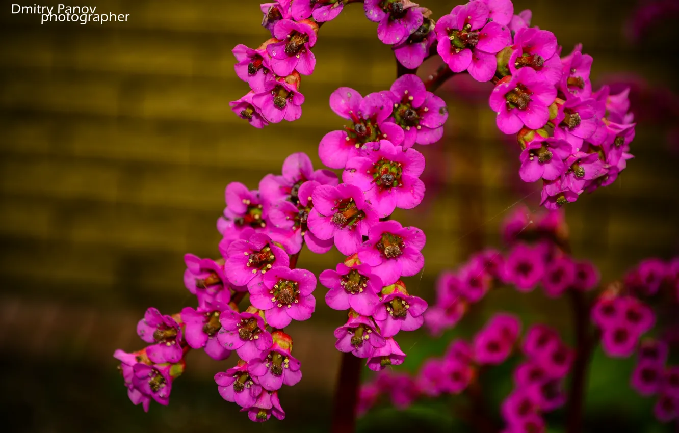 Photo wallpaper nature, pink, Flowers, Boke