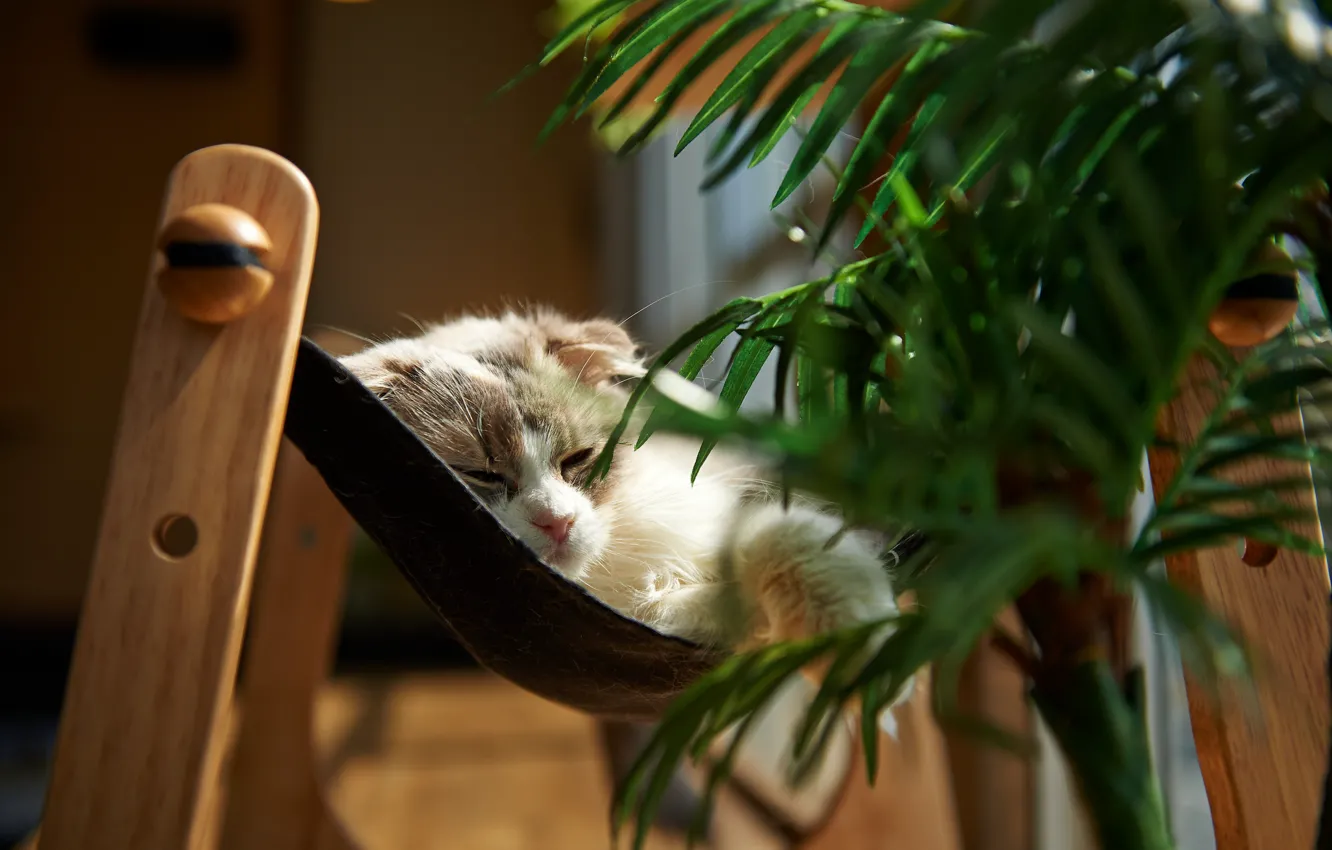 Photo wallpaper cat, cat, room, plant, lying
