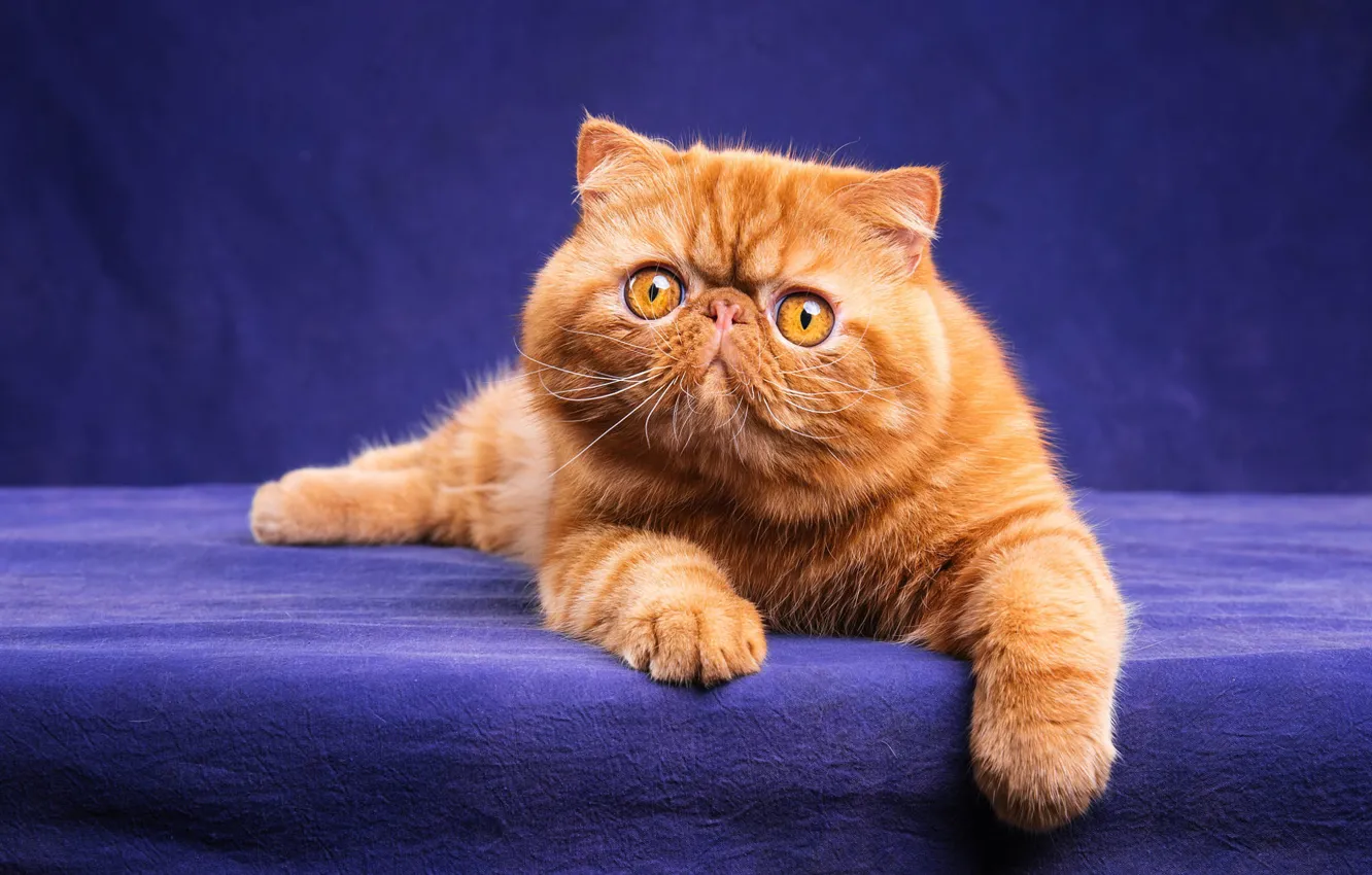 Photo wallpaper cat, cat, look, face, pose, kitty, portrait, legs
