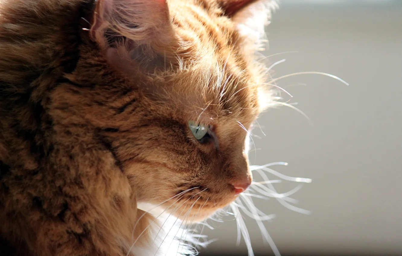 Photo wallpaper cat, light, background