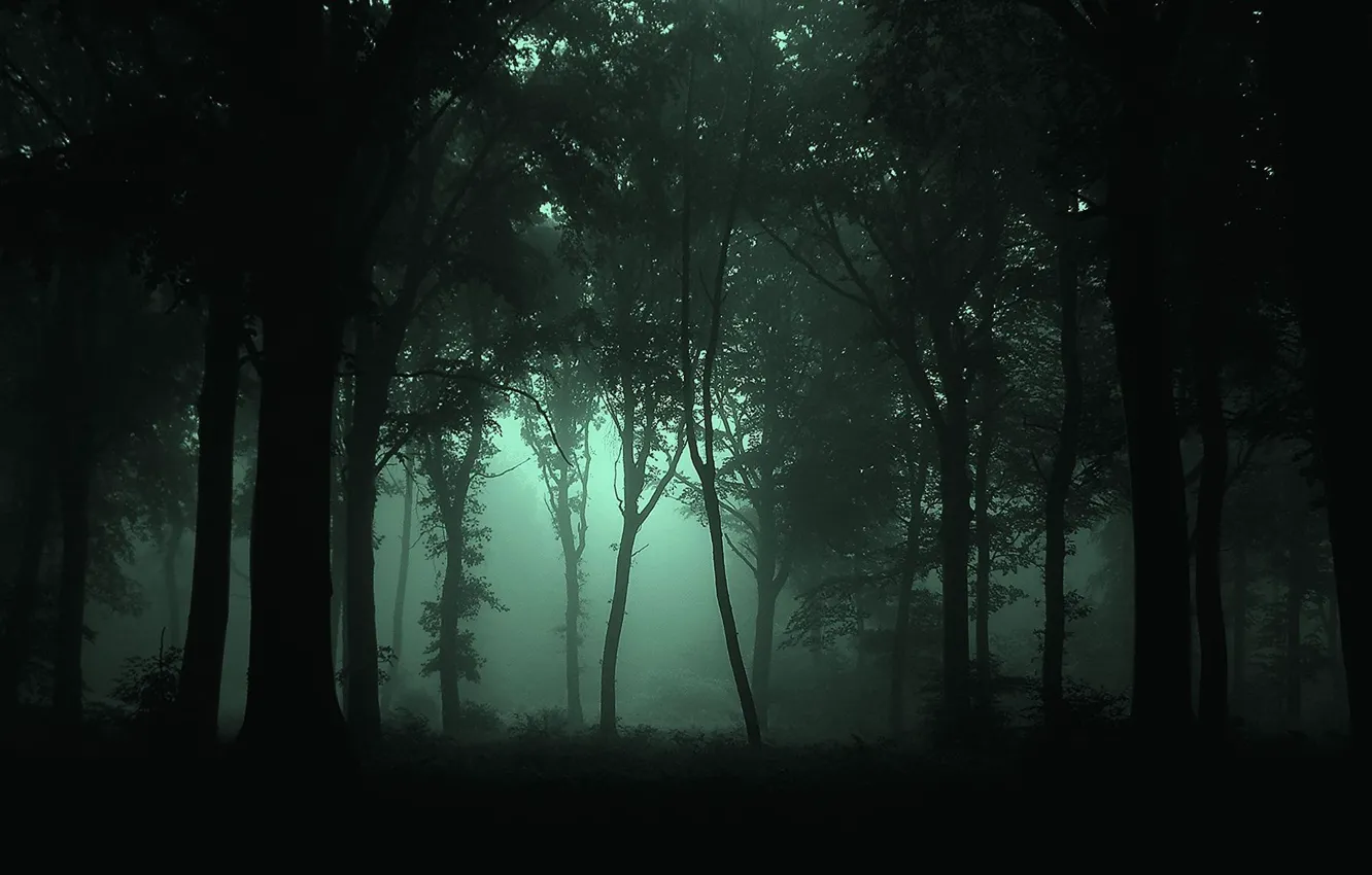 Photo wallpaper forest, trees, night