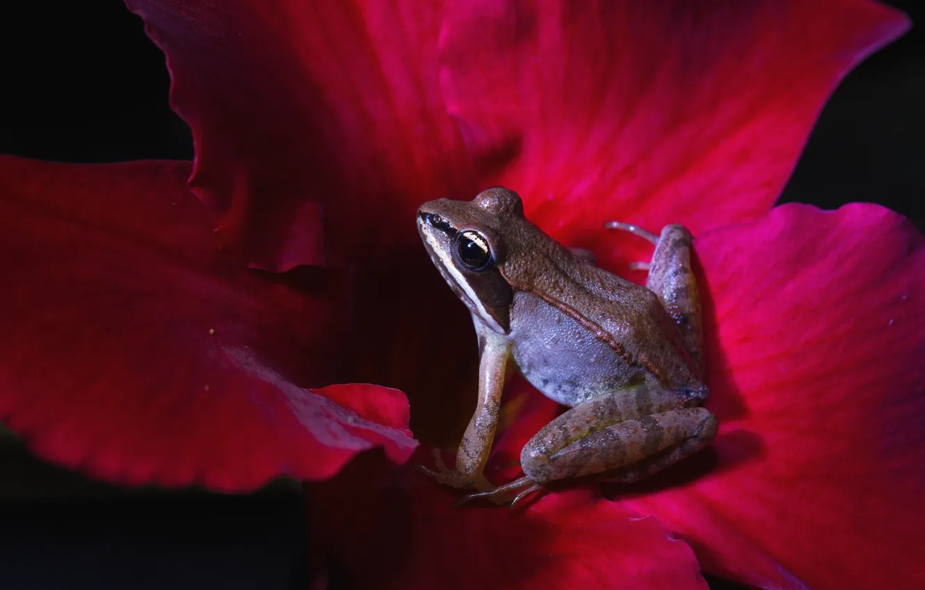 Photo wallpaper flower, macro, frog