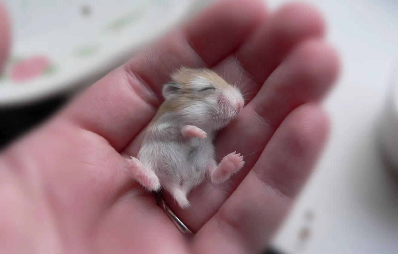 Photo wallpaper hand, small, mouse, baby, beige, hamster