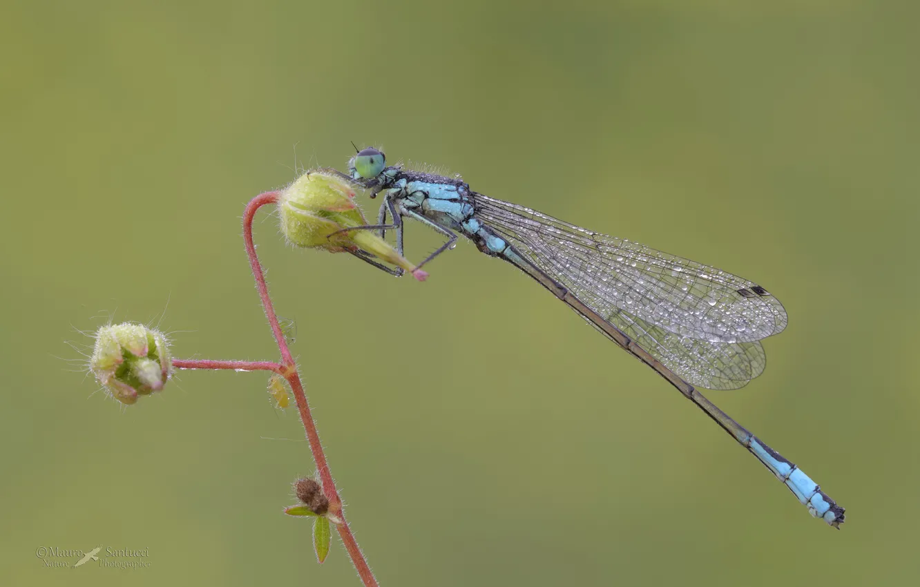 Photo wallpaper dragonfly, morning, insect, a blade of grass
