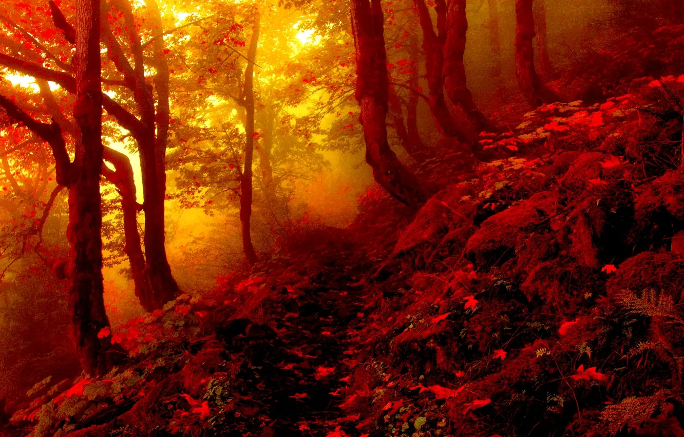 Photo wallpaper forest, leaves, trees, fog, Autumn, path