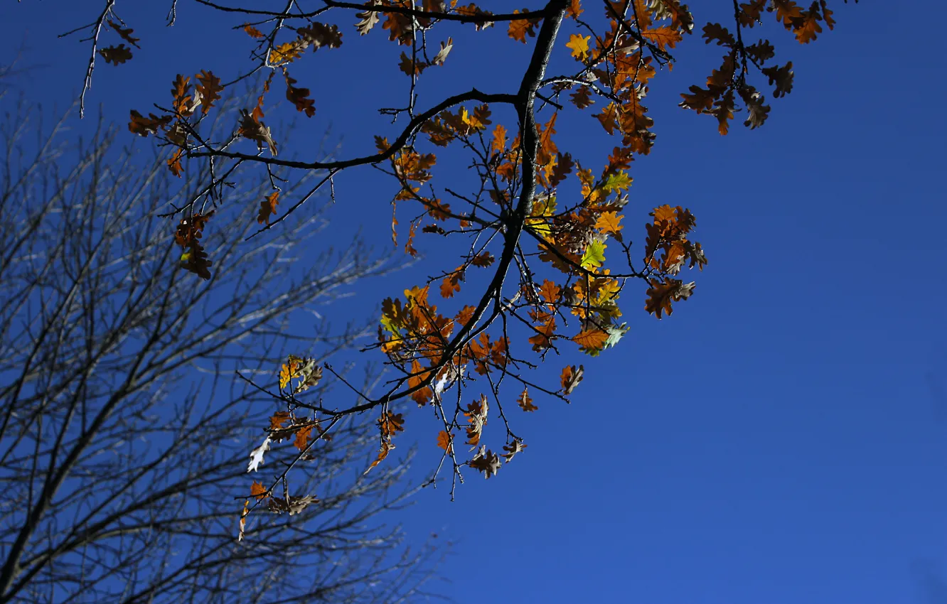 Photo wallpaper autumn, the sky, mood, real photo
