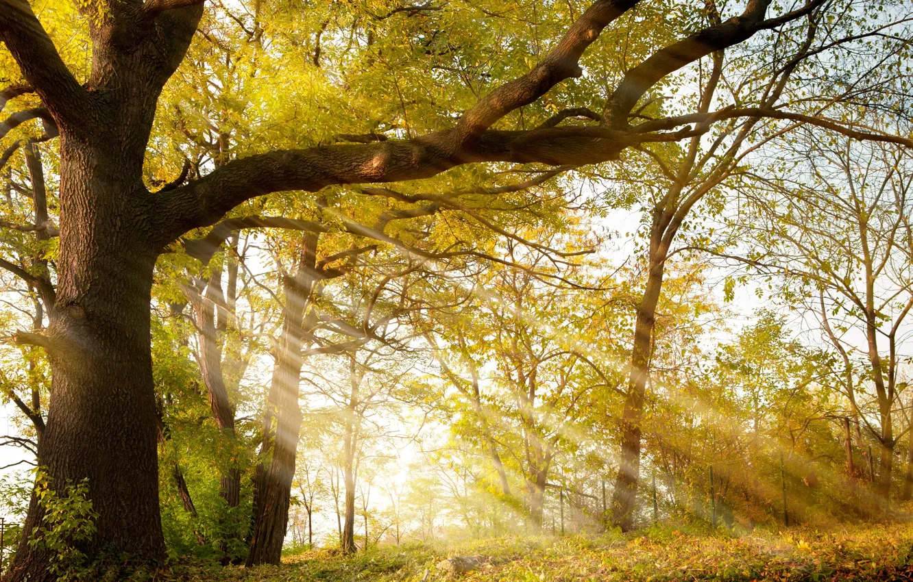 Photo wallpaper autumn, rays, trees, Park