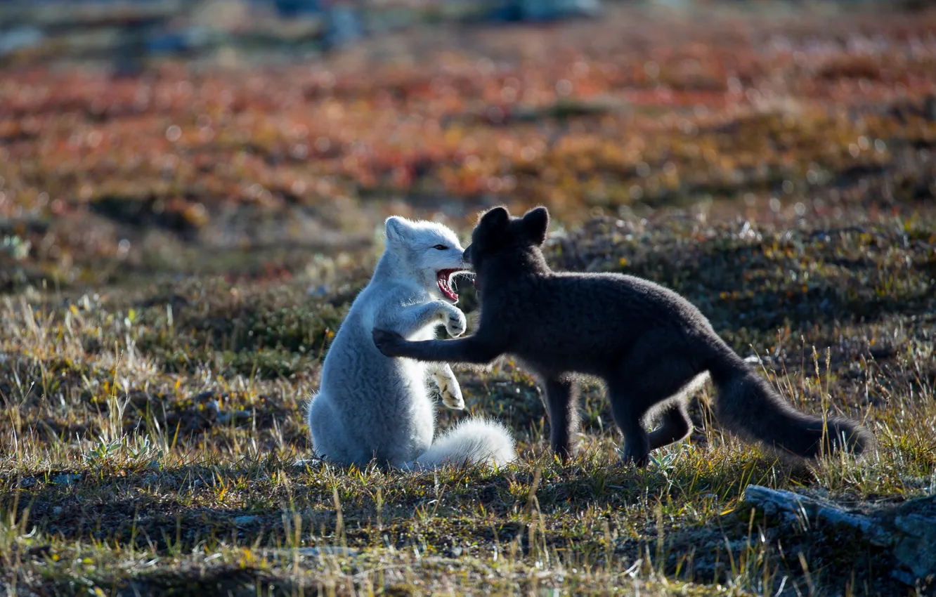 Photo wallpaper autumn, the game, pair, Fox