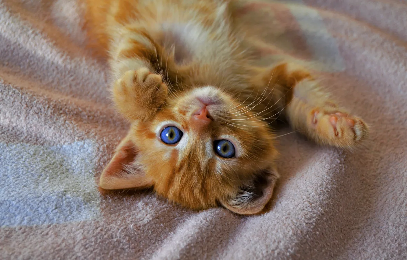 Photo wallpaper eyes, cat, kitty, legs, blue, red, cute, lies