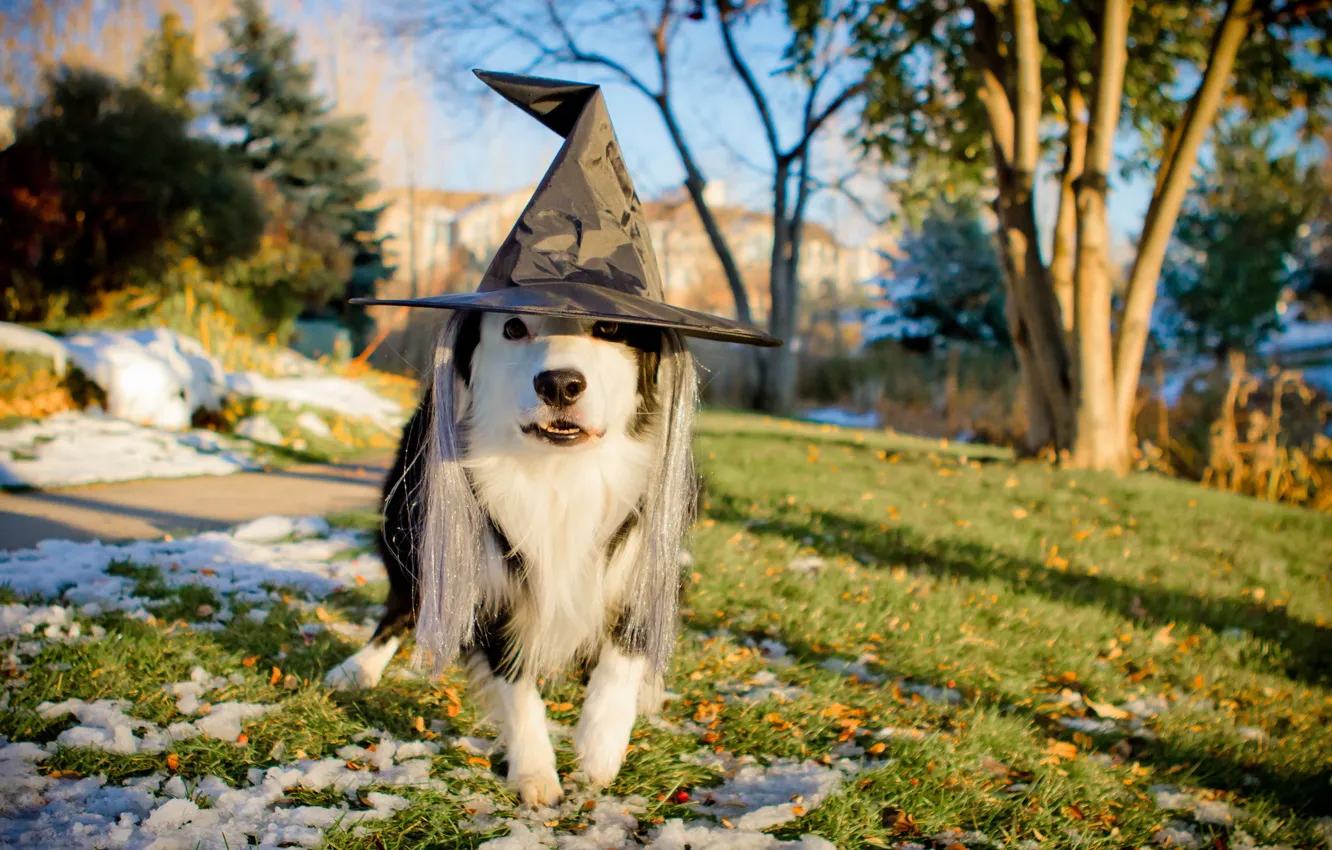 Photo wallpaper holiday, dog, hat