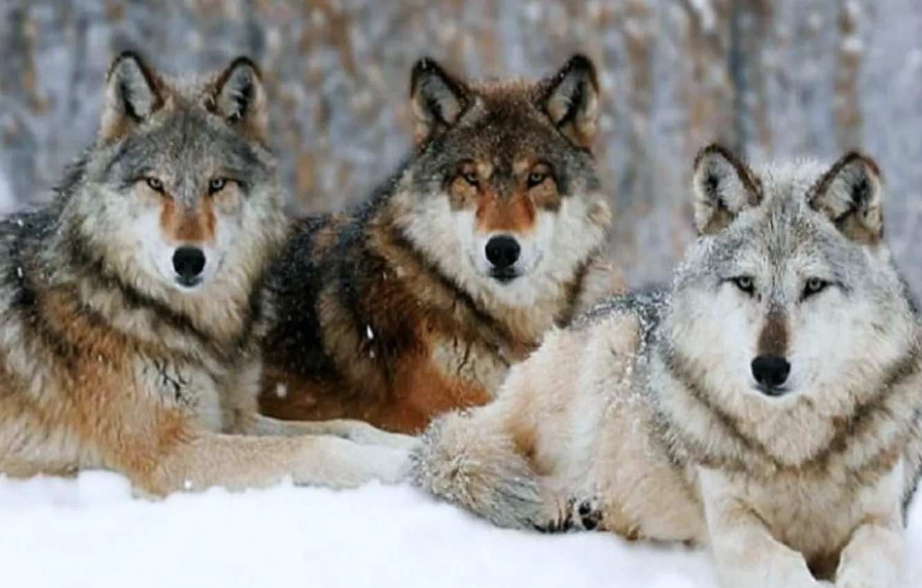 Photo wallpaper white, black, grey, brown, winter, snow, three, wolves