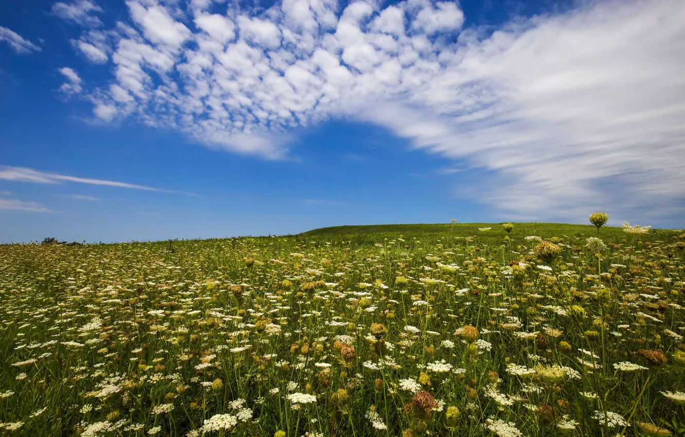 Photo wallpaper greens, field, summer, the sky, grass, clouds, flowers, blue