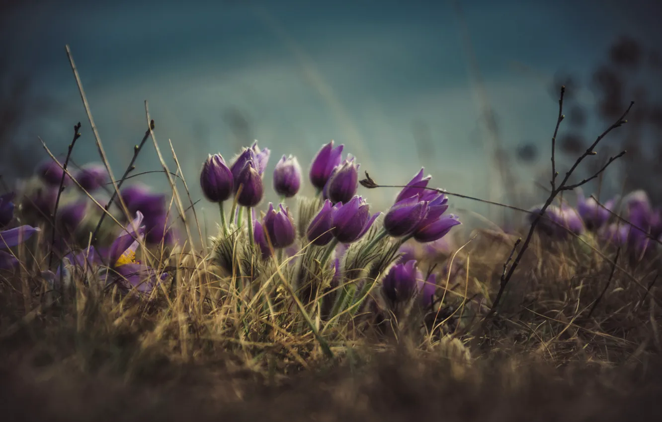 Photo wallpaper flowers, spring, lilac, cross