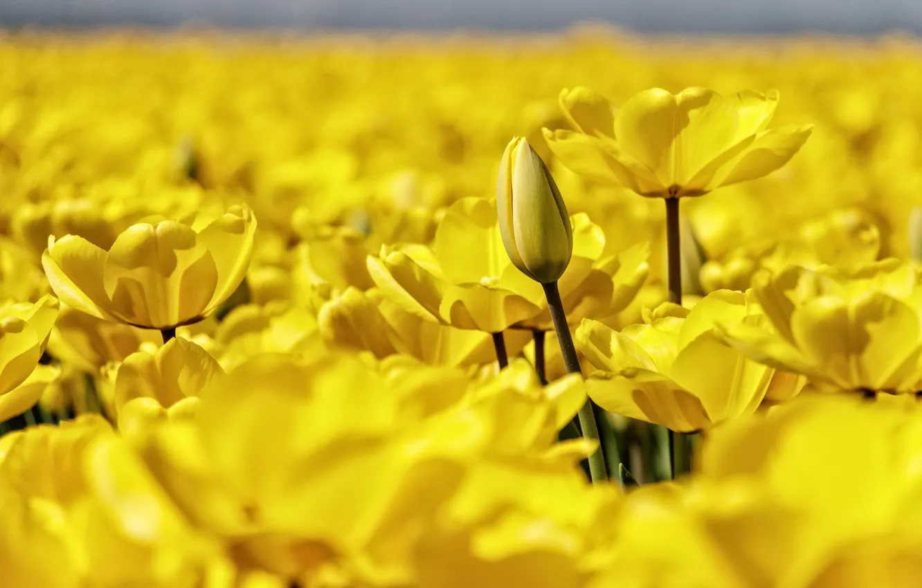 Photo wallpaper macro, petals, blur, tulips, buds, a lot, yellow tulips