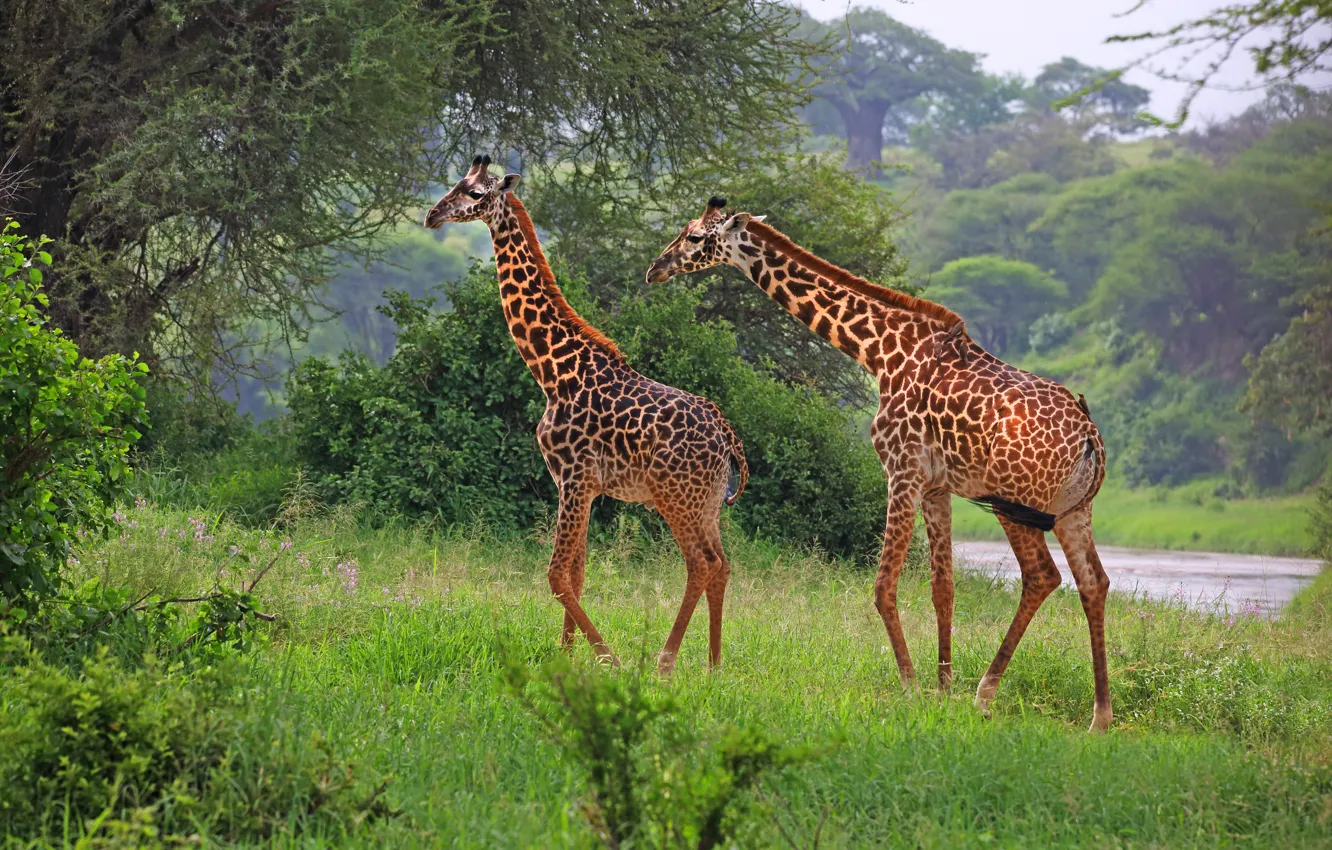 Photo wallpaper greens, trees, nature, two, giraffe, pair, Savannah, walk