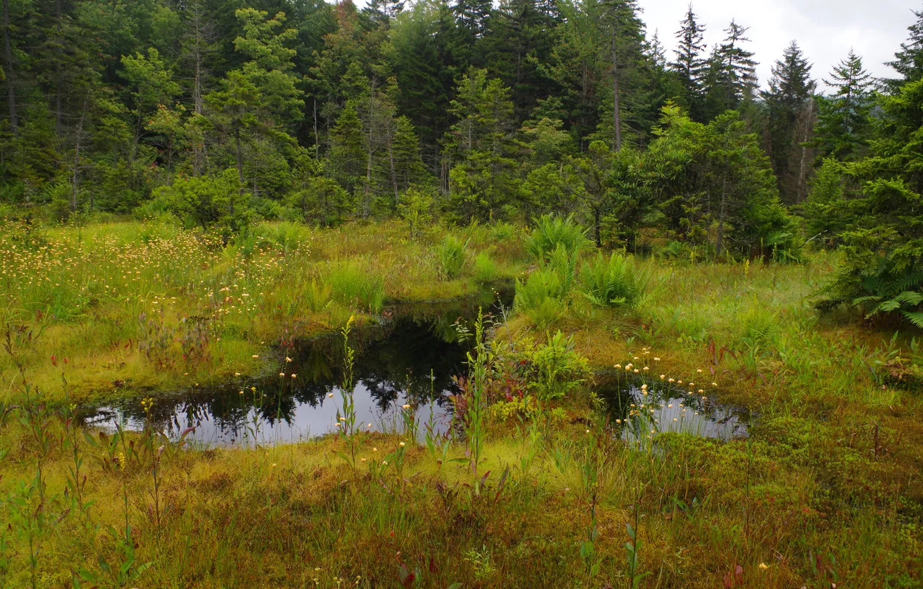 Photo wallpaper forest, the sky, grass, water, trees, swamp