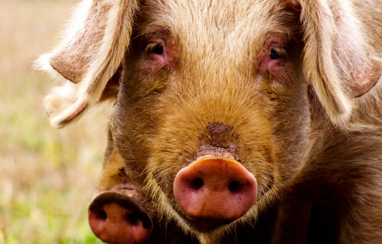 Photo wallpaper look, background, pig