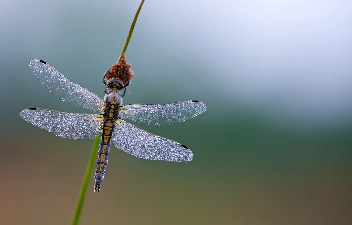 Photo wallpaper droplets, Rosa, dragonfly, a blade of grass
