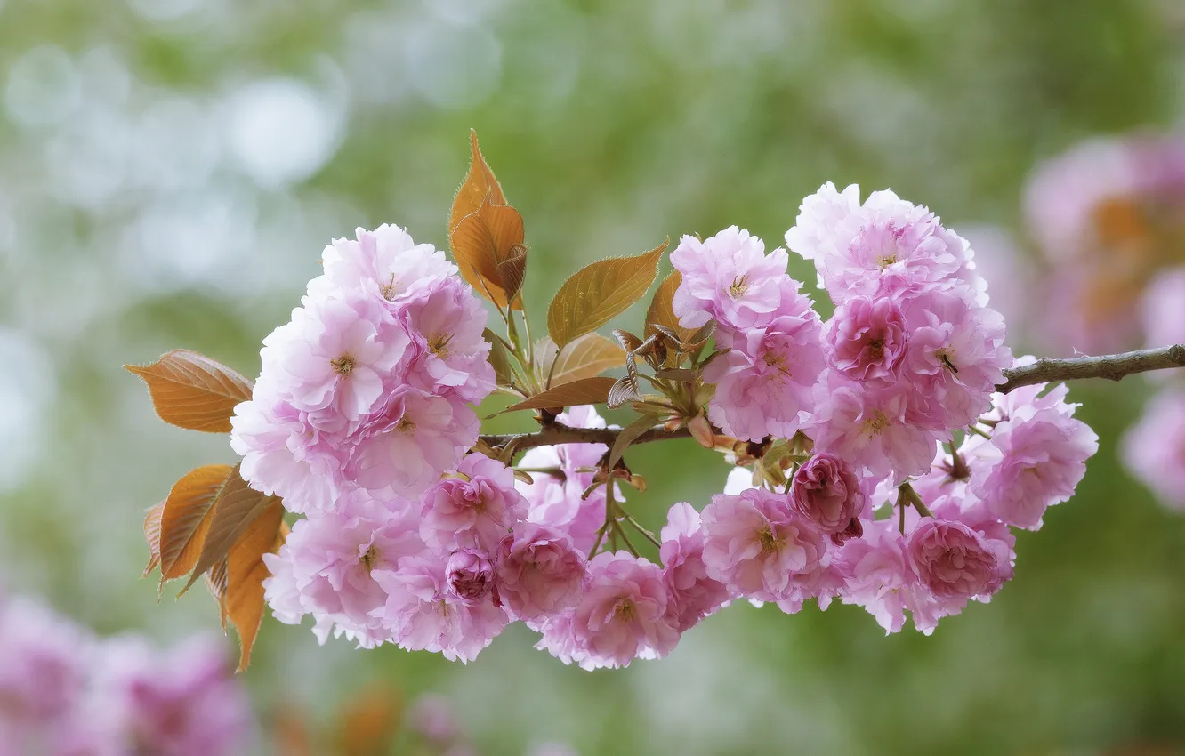 Photo wallpaper branch, Sakura, Japanese cherry