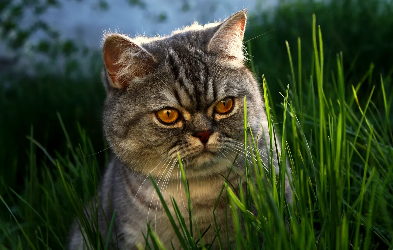 Photo wallpaper grass, eyes, cat, face, British