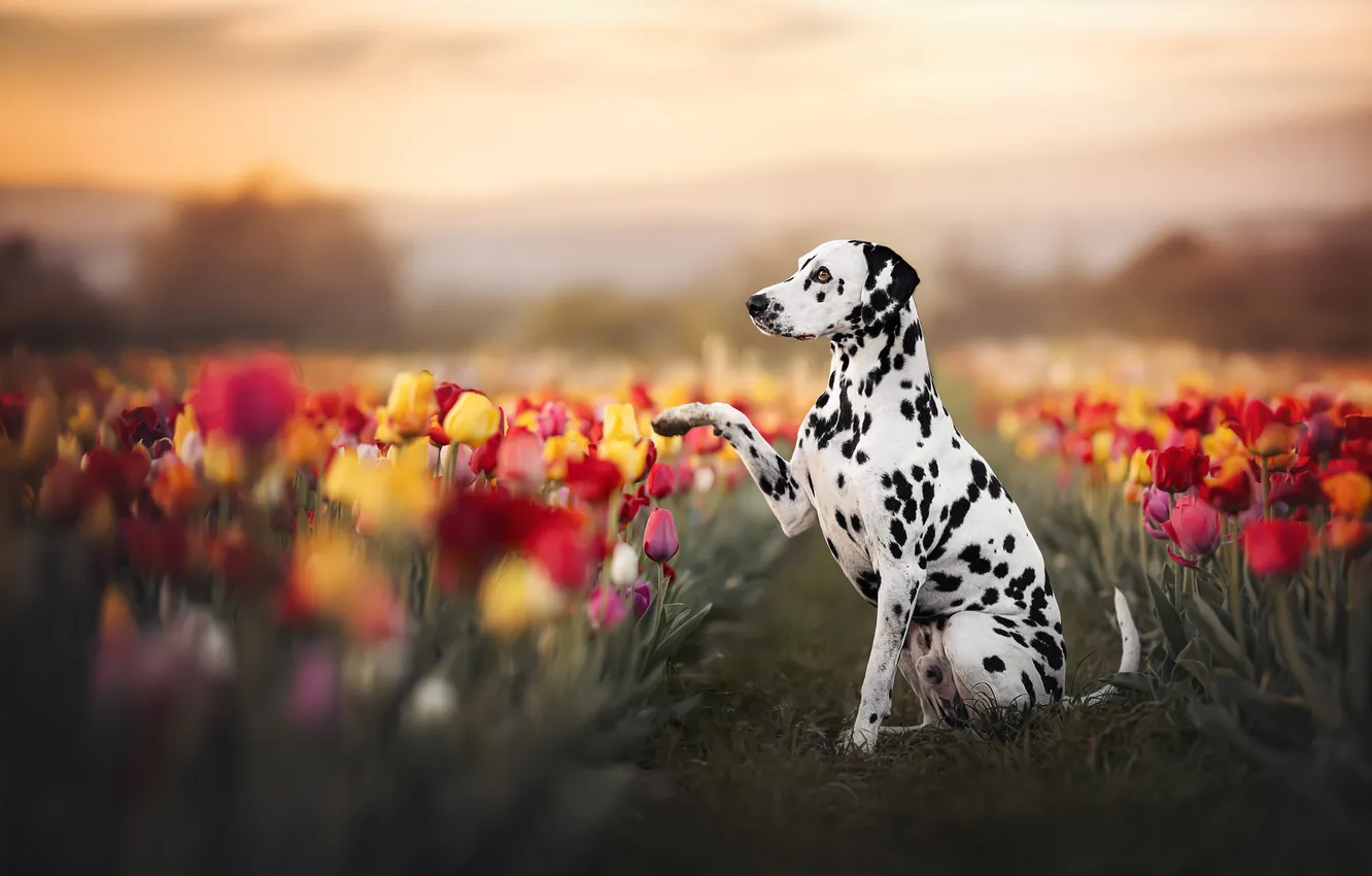 Photo wallpaper flowers, dog, tulips, dolmatinets, dolmatine