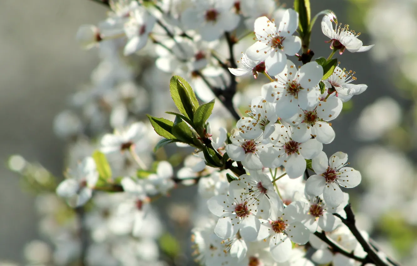 Photo wallpaper white, flower, spring, twig