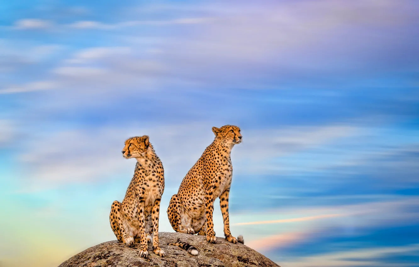 Photo wallpaper the sky, stones, Cheetah, a couple, wild cat
