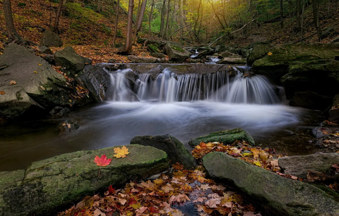 Photo wallpaper autumn, forest, leaves, stream, stones, waterfall, Canada, Ontario