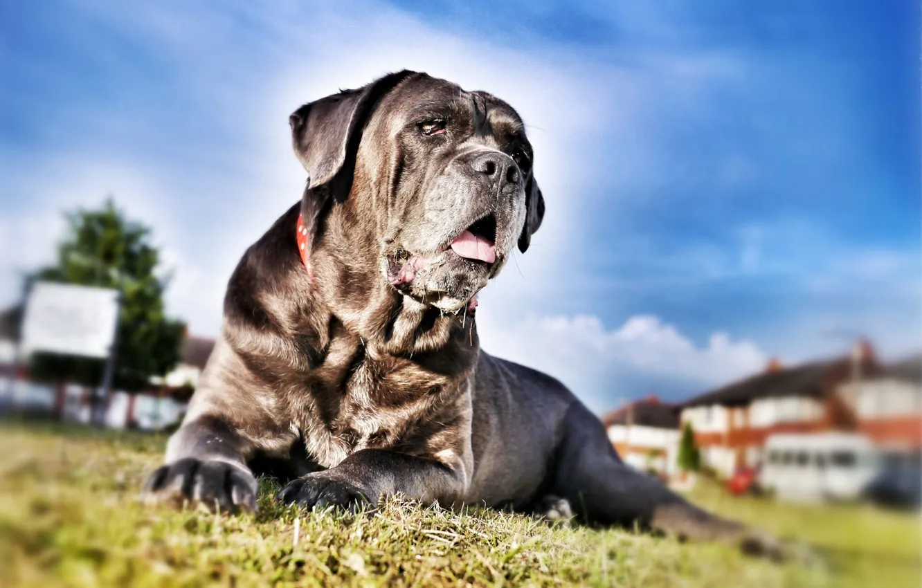 Photo wallpaper dog, dog, cane Corso