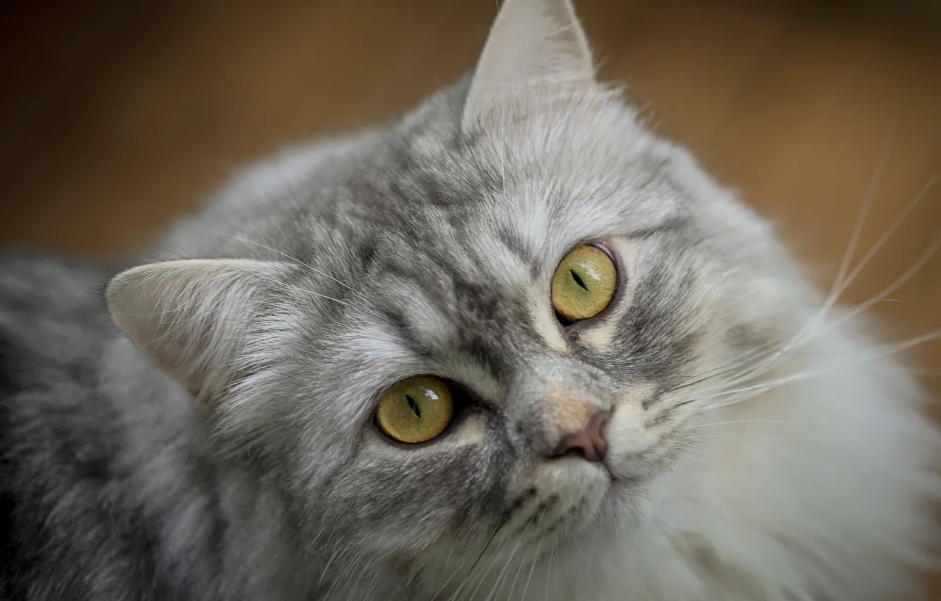 Photo wallpaper cat, cat, look, face, grey, portrait, fluffy, yellow eyes