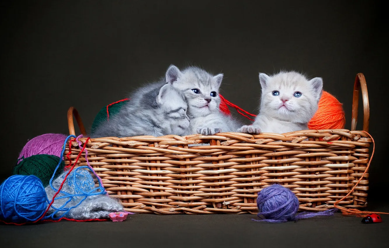 Photo wallpaper look, cats, tangle, pose, the dark background, kitty, kittens, kids