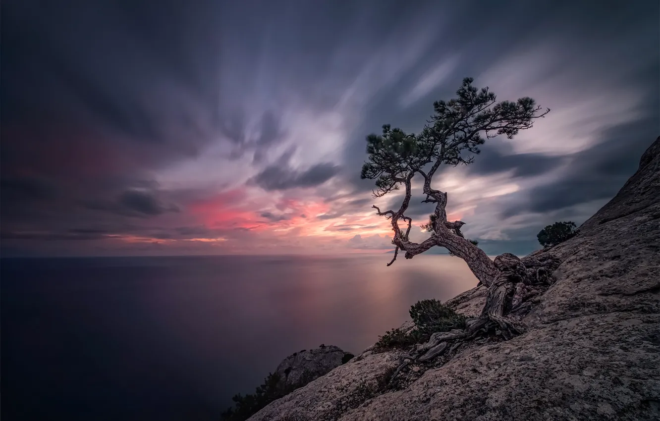 Photo wallpaper sea, landscape, sunset, nature, tree, rocks, Crimea, pine