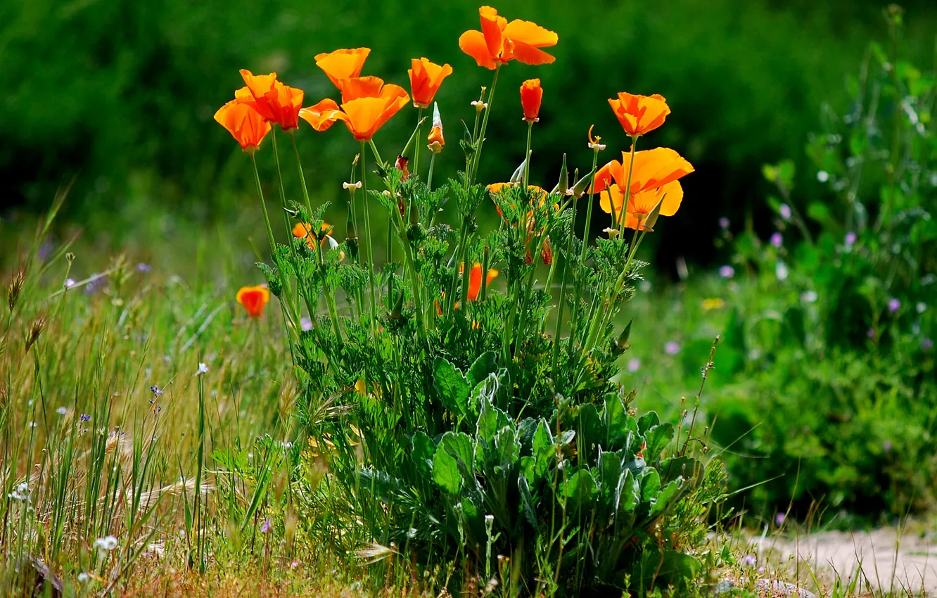 Photo wallpaper grass, flowers, plant, Maki, the bushes