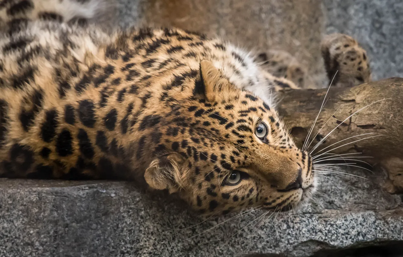 Photo wallpaper baby, leopard, beautiful