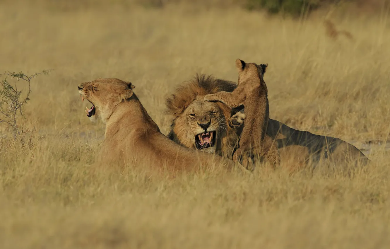 Photo wallpaper Leo, baby, family, mouth, grin, three, cub, lioness