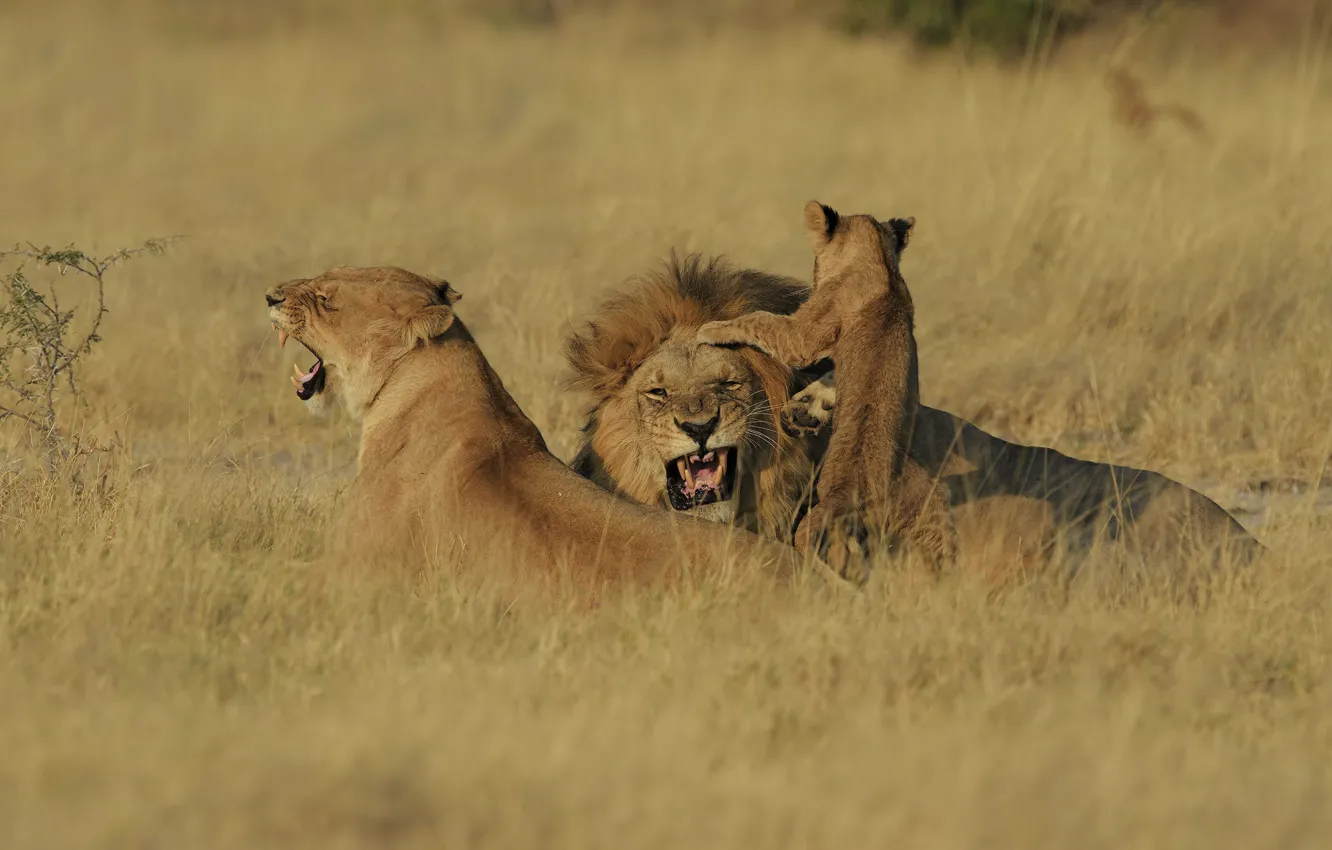 Photo wallpaper Leo, baby, family, mouth, grin, three, lions, lioness