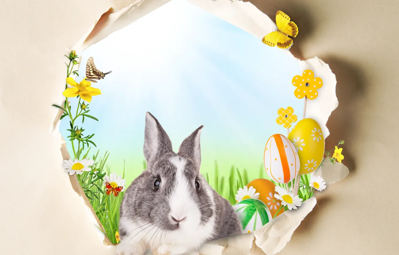 Photo wallpaper butterfly, flowers, holiday, rabbit, Easter, window, testicles