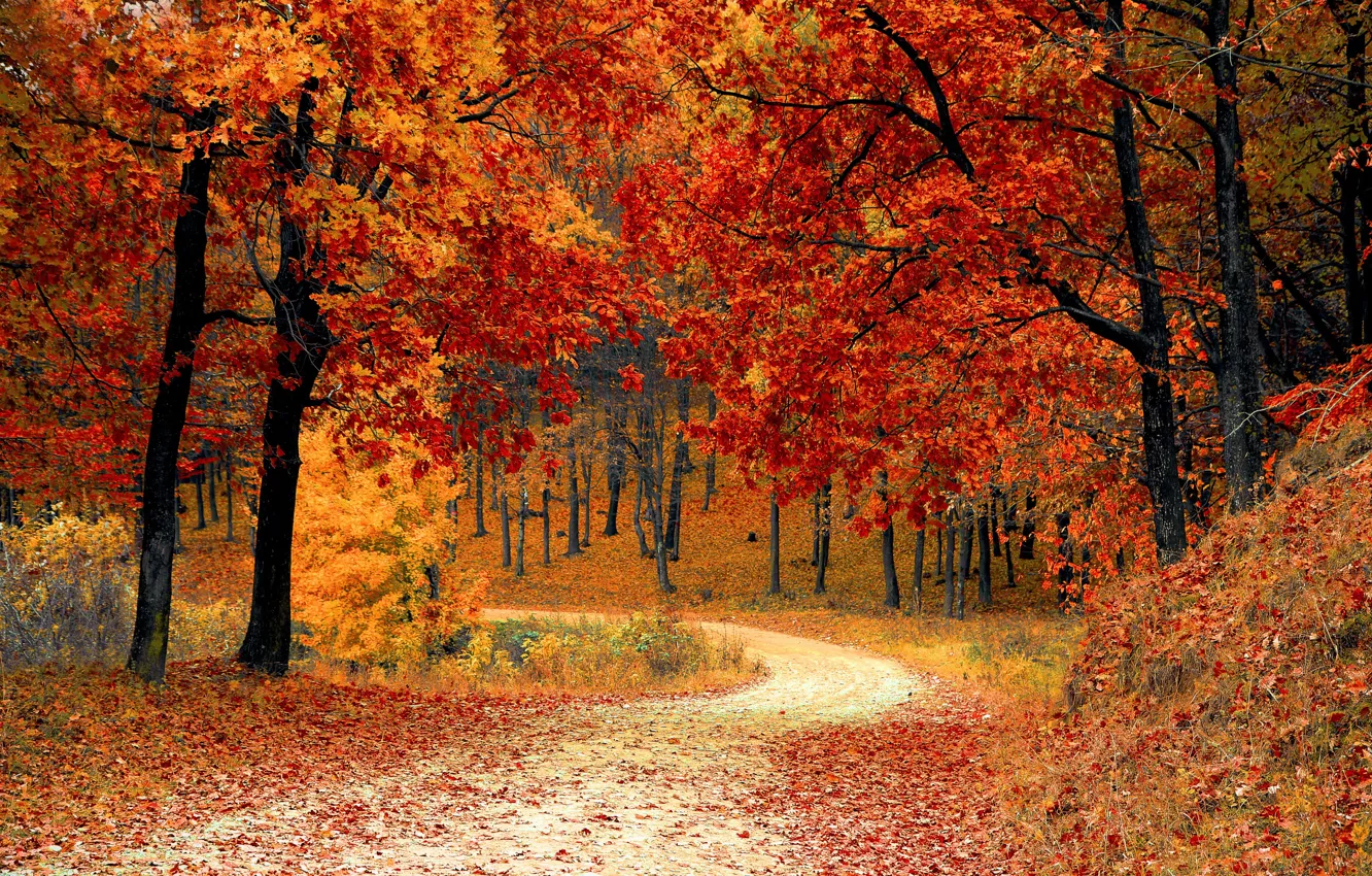 Photo wallpaper autumn, forest, leaves, trees, Park, forest, landscape, park