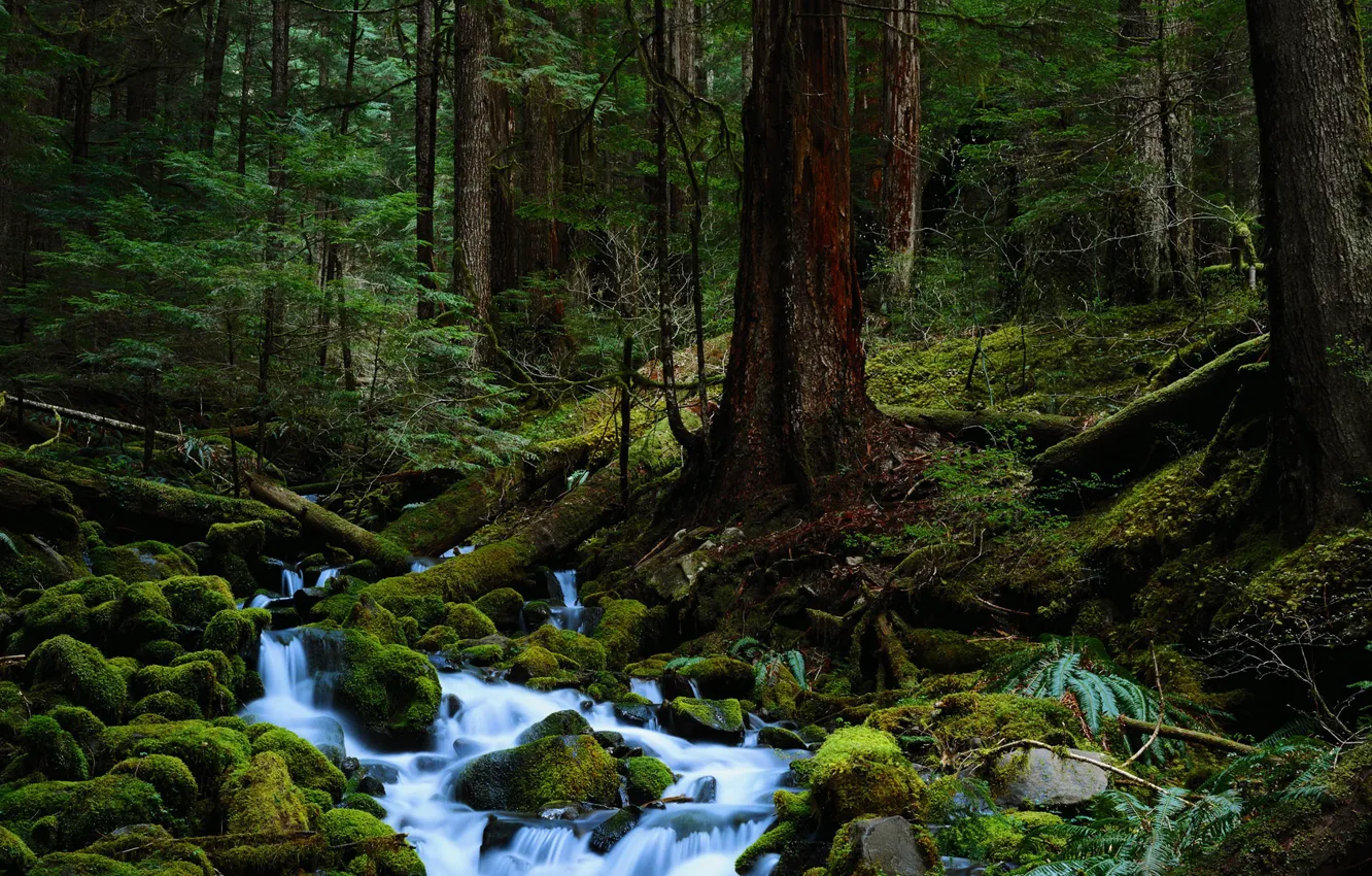 Photo wallpaper forest, trees, nature, stream, stones, moss